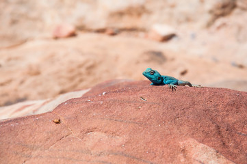 Blue Lizard