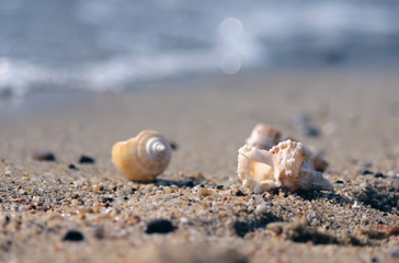 Seashell on the beach