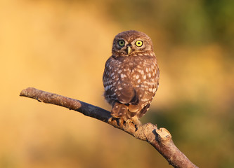 Little owl