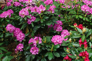 Multicolored rhododendrons in the city park in the spring.