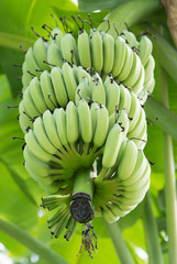 Closeup bottom view of unripe green bananas in the jungle