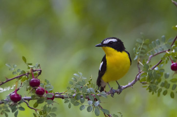 Yellow rumped flycatcher Weng