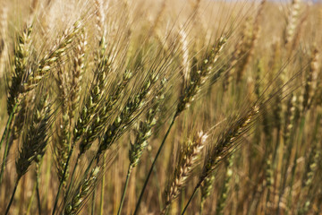 Wheat field