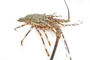lobster isolated on white background 