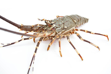 lobster isolated on white background 
