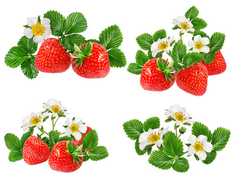     strawberry and strawberry flower isolated on white