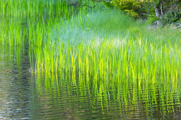 Green reeds at the water's edge
