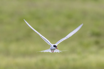 Flying Common Tern with flapping wings in summer