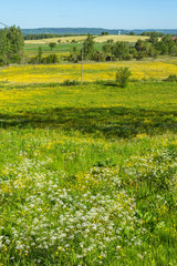 Flower meadow in rural summer landscape