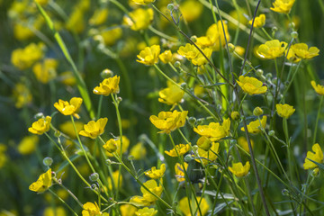 Meadow buttercup flowers in summer