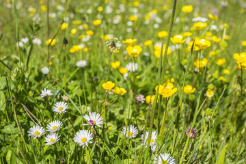 Daisies on a summer meadow
