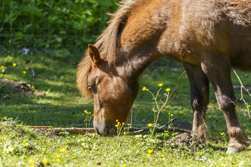 Horse grazing in a meadow with flowers in summer