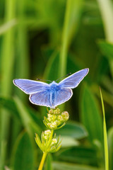Common blue butterfly with wings on a flower