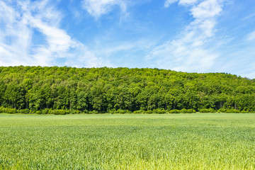 Grain field at a forest hill