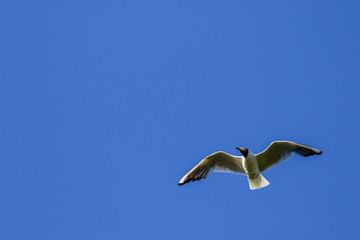 Flying Black-headed gull in the sky