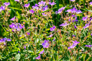 Flowering summer meadow with Wood cranesbill