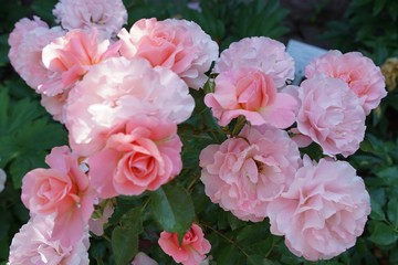 Zart rosa Edelrosen mit Knospen