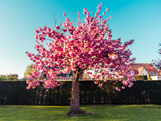 Fototapeta na wymiar Japanese cherry blossom
