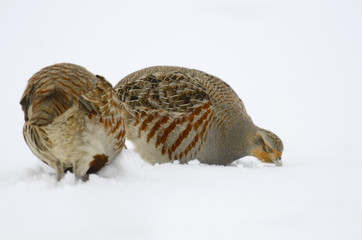Partridge Perdix perdix on snow, winter, natural background 