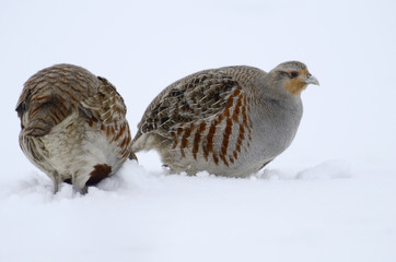 Partridge Perdix perdix on snow, winter, natural background 