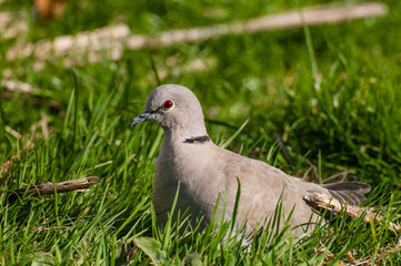 pigeon