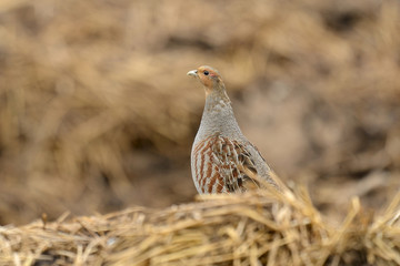Partridge Perdix perdix in spring, natural background 