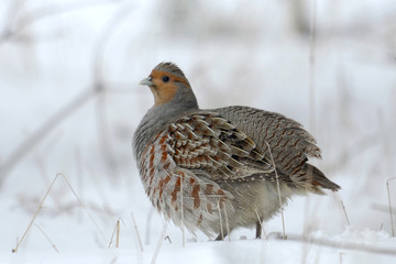 Partridge Perdix perdix on snow, winter, natural background 