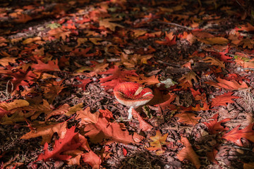 fly agaric in fall