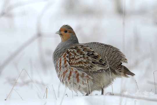 Partridge Perdix perdix on snow, winter, natural background 