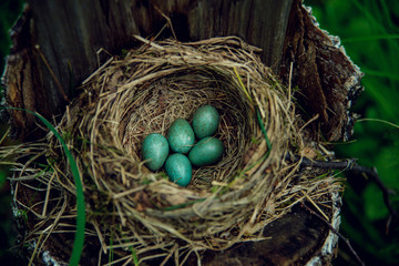 American Robin's Eggs and Nest II