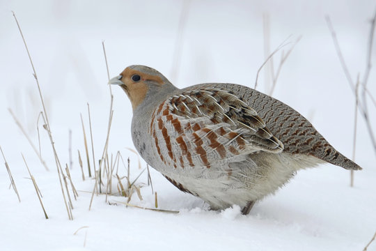 Partridge Perdix perdix on snow, winter, natural background 