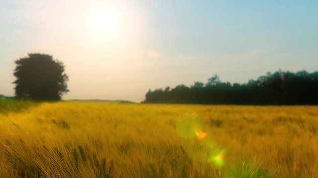 weizenfeld im wind und gegenlicht