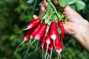 Freshly harvested, purple colorful radish. Growing radish. Growing vegetables.