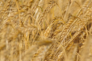 Getreide Feld Hintergrund