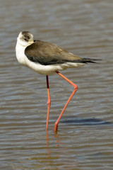 Echasse blanche,.Himantopus himantopus, Black winged Stilt