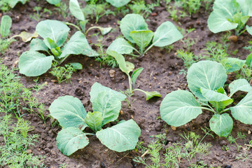 cabbage growing in the garden