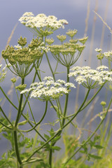 Große Bibernellen, Pimpinella major