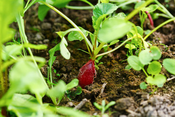 Detail of radishes, Raphanus sativus, growing in soil ready to eat or add in healthy salads