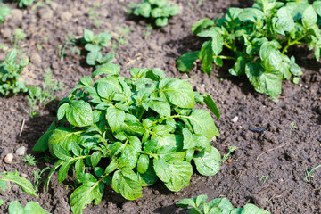 potato plant in the garden - selective focus