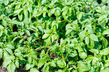 Green potato plant. Leaf of vegetable. Organic food agriculture in garden, field or farm. Growth of crop. Rural nature in summer. Natural outdoor background.