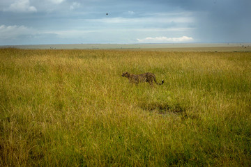 Fototapeta premium Cheetah in grass in Masai Mara Park in Kenya