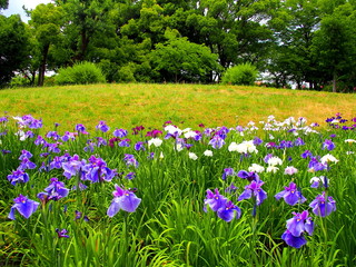 花ショウブ咲く公園風景