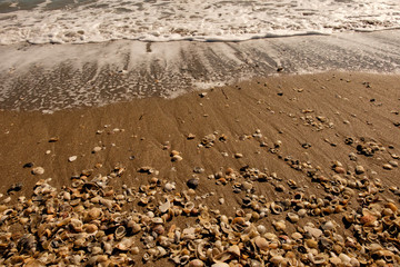 Shells and Surf