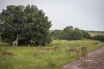Giraffes and antelopes on a savanna in the Masai Mara Park