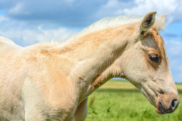 The foal is grazing in a meadow