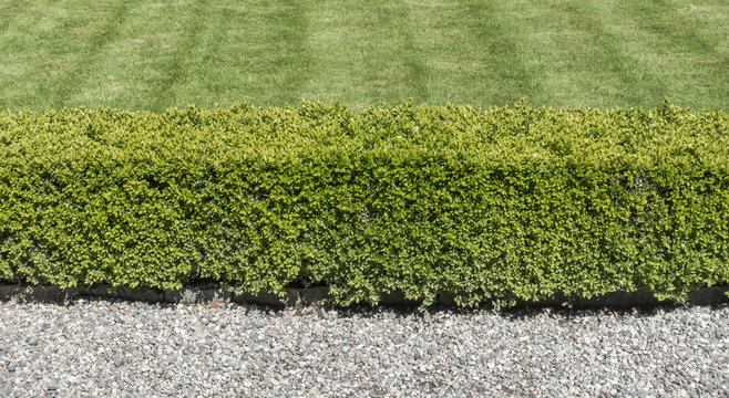 Buchsbaumhecke
