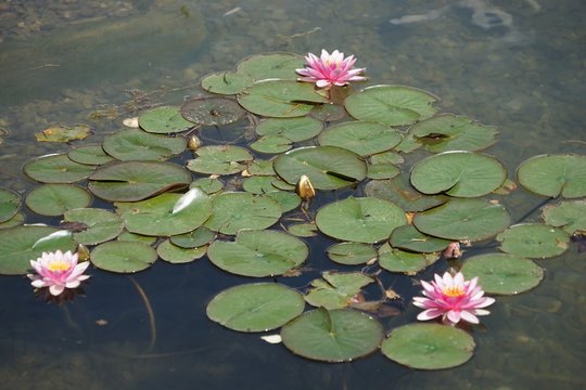 Rosa Seerosen - "Nymphaea" im Teich 