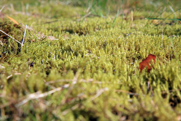 Green moss in the sunlight, moss closeup, macro. Background of moss in wilderness terrain.