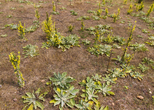 Plantas y Flores de de Gordolobo ( Verbascum )