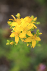 Johanniskraut Blüten, Hypericum perforatum